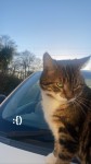 Male lost cat in Castlemaine