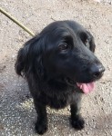 Female black dog between Ballyhooly and rathcormac