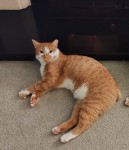 Missing ginger and white cat in Mallow Area