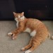 Missing ginger and white cat in Mallow Area