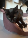 Female Black Cat found in Middleton