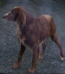 Male red setter lost between Glanmire/Watergrasshill