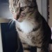 Male tabby cat lost in Waterford