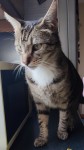Male tabby cat lost in Waterford