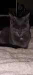 Grey female cat  found in Mallow