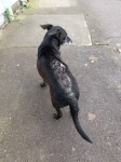 Male terrier, black dog no collar found in turners cross area