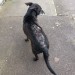 Male terrier, black dog no collar found in turners cross area