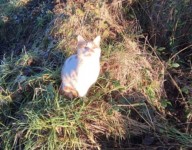 Ginger and white male cat missing