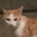 Ginger and white young cat found Blackrock cork