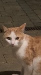 Ginger and white young cat found Blackrock cork