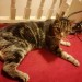 Elderly tabby cat missing in Turner’s Cross