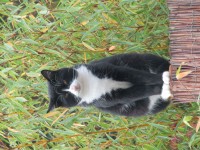 Male tuxedo cat, lost in Macroom