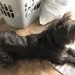 Female black medium dog Cork Shandon