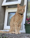 Lost Ginger Tabby in Cork City