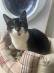 Black and white cat lost in Mallow