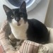 Black and white cat lost in Mallow