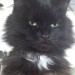 Small black long haired female cat. Lost ballincollig area.