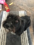 Black female Terrier Cork Shandon