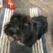Black female Terrier Cork Shandon