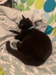 young black male cat found in Mayfield/Banduff Area
