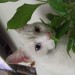 White cat found in Cahreleville/Ballyhea