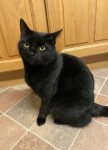 Black short haired CAT lost in maryborough, douglas