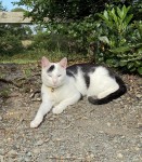 Male cat lost in Aghadoe Killarney