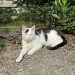 Male cat lost in Aghadoe Killarney