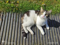 Friendly grey white neutered male cat – Lomabrdstown/Glantane