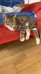6 month male tabby, fountainstown