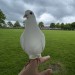 Missing White Pigeon – Cork City