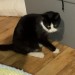 Black and White, 3-legged cat, missing in Carrigaline