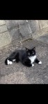 Missing Cat – Ballyvolane, Cork. Female Black Cat, white belly and legs