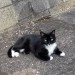 Missing Cat – Ballyvolane, Cork. Female Black Cat, white belly and legs