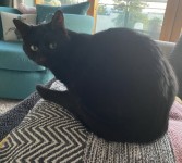 Missing Black cat Caherdavin Limerick