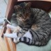 Female tabby cat missing in Ballyphehane
