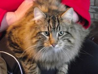 Long haired dark tabby lost near Tralee Co Kerry