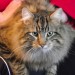 Long haired dark tabby lost near Tralee Co Kerry