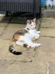 Lost female cat – red collar, white with tabby/ginger patches