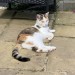 Lost female cat – red collar, white with tabby/ginger patches