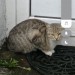 Found bright small size tabby cat white paws