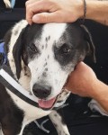 Found, large male black and white dog.