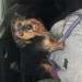 Male Yorkipoo found in ballinspittle
