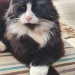 Black and white male cat midleton broomfield area cork