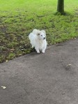 Lost White Dog in Gurranabraher Gerry O’Sullivan Park