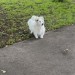 Lost White Dog in Gurranabraher Gerry O’Sullivan Park