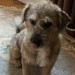 Terrier missing near Kilpatrick, Bandon