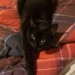 Black Cat missing near Kilcoran Lodge Hotel  / Cahir area
