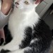 Found black and white kitten Curragh chase forest park