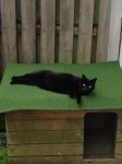Female Black cat “Kitty” lost in Waterford